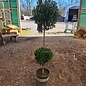 Topiary #5 2-BALL POODLE Ilex x Emerald Colonnade/ Holly (male)