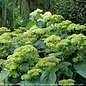 #3 Hydrangea arb PW Invincibelle Sublime/ Smooth Green (Annabelle Type) Native (TN)