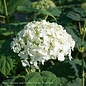 #2s Hydrangea arb PW Incrediball/ Smooth White (Annabelle Type) Native (TN)