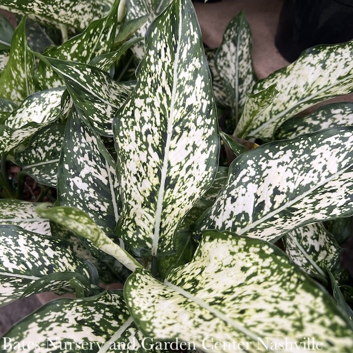 5p! Aglaonema  Spring Snow / Chinese Evergreen /Tropical