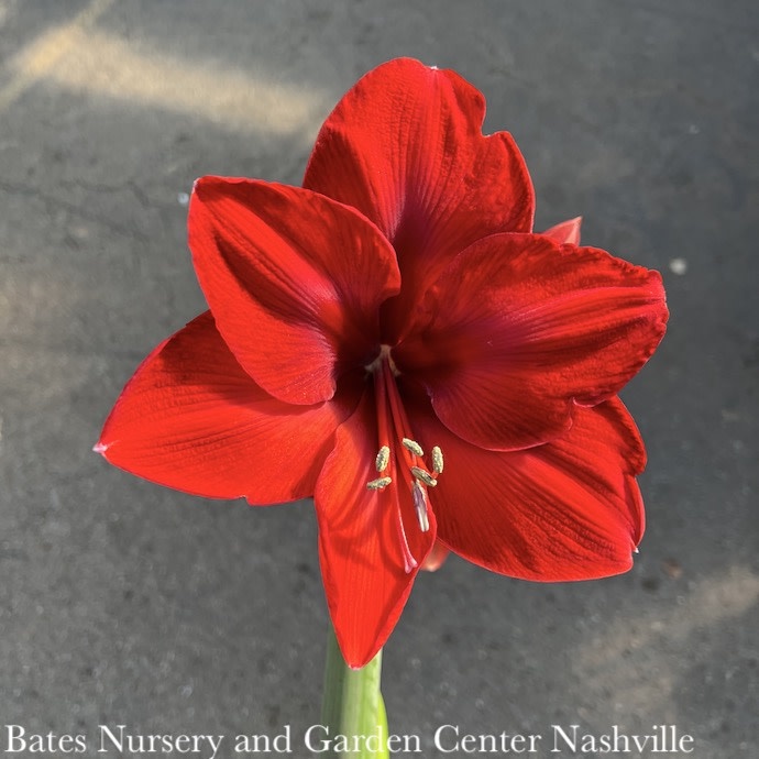 6p! Potted Amaryllis Asst Blooms /Tropical