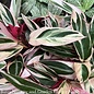 Tropical 10p! Stromanthe Triostar/Peacock Plant
