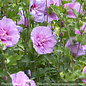 #3 Hibiscus syr PW Lavender Chiffon/ Rose Of Sharon/ Althea
