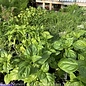Spring Herbs - Please come in to check supply