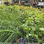 Spring Herbs - New stock should start arriving in March