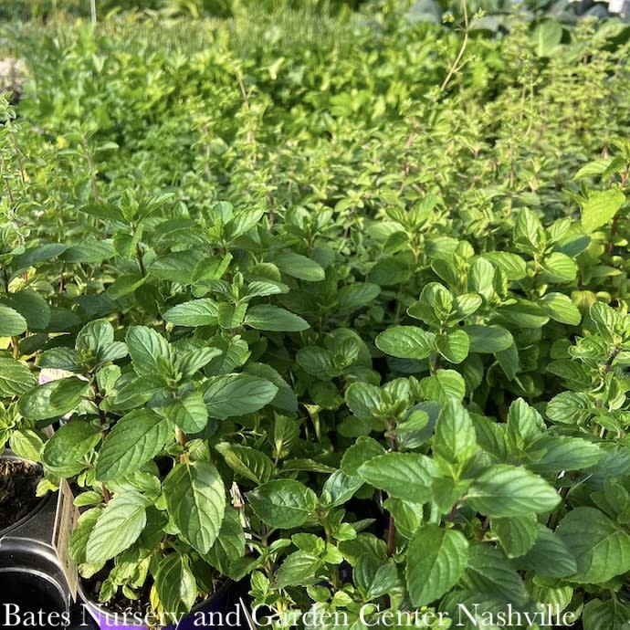Spring Herbs - New stock should start arriving in March