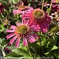 #1 Echinacea x PW Delicious Candy/ Pink Coneflower