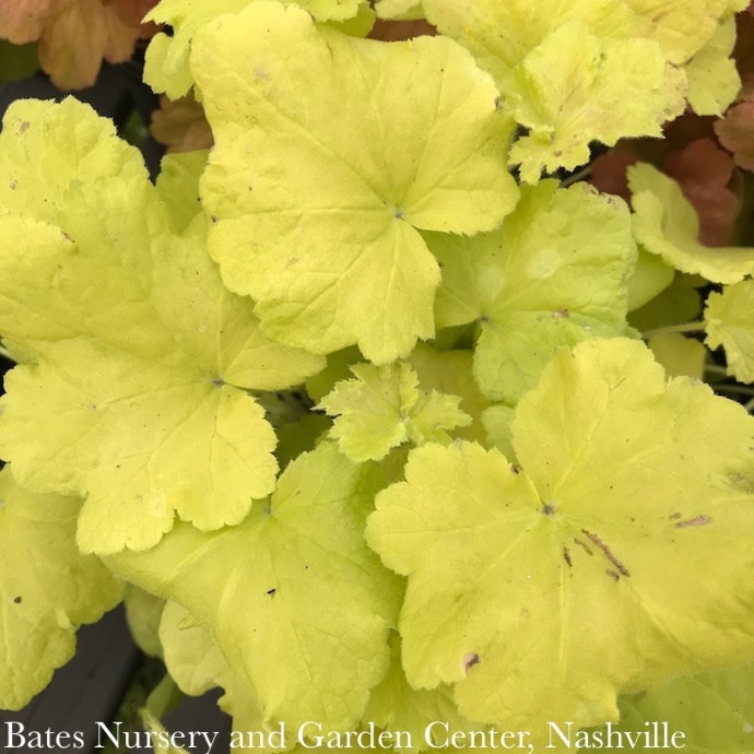 P86Heuchera/Heucherella/Tiarella 1 Heuchera x Guacamole/ Coral Bells