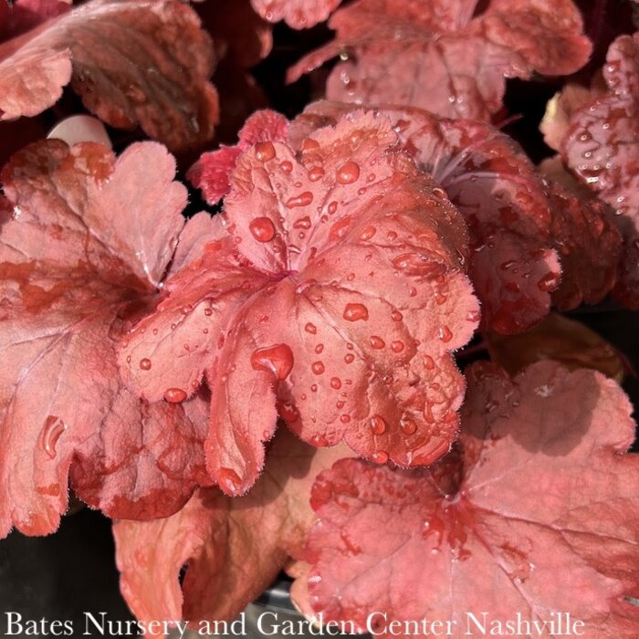 #1 Heuchera x Fire Alarm/ Coral Bells