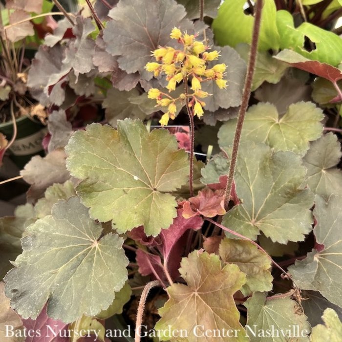 #1 Heuchera x Sirens' Song 'Orange Delight'/ Coral Bells