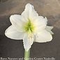 6p! Potted Amaryllis Asst Blooms /Tropical