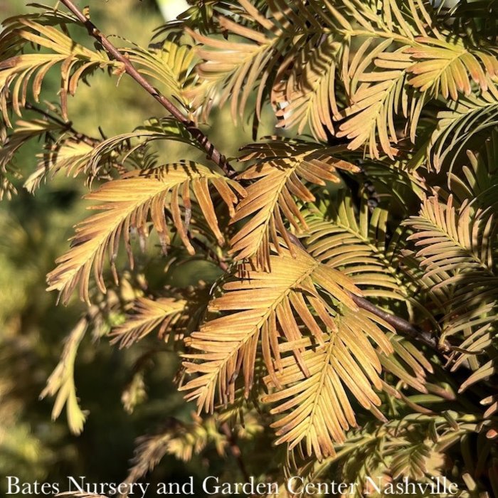 #6 Metasequoia glypto Amber Glow/ Dawn Redwood