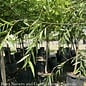#30 Salix babylonica/ Weeping Willow