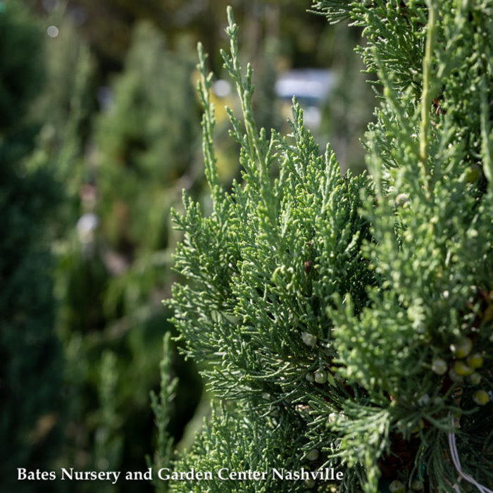 #10 Juniperus chin Trautman/ Columnar Green Juniper