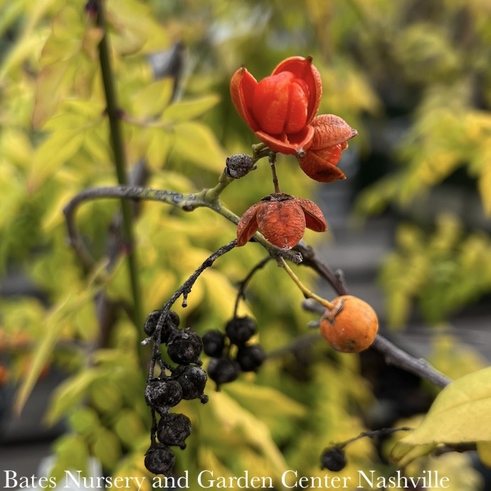 Miscellaneous Vines & Climbers