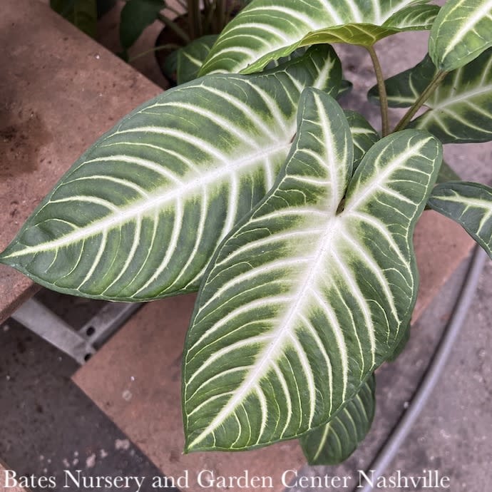 10p! Xanthosoma lindenii Magnificum aka Caladium lindenii /Tropical