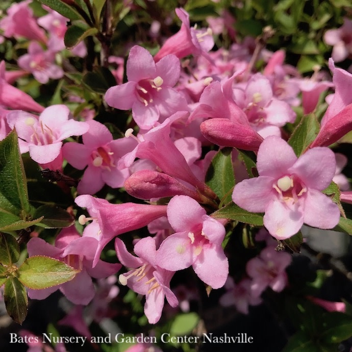 #2 Weigela fl Pink Poppet/ Compact Pink Reblooms