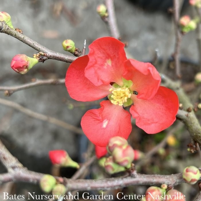 #2 Chaenomeles speciosa Crimson & Gold/ Flowering Quince