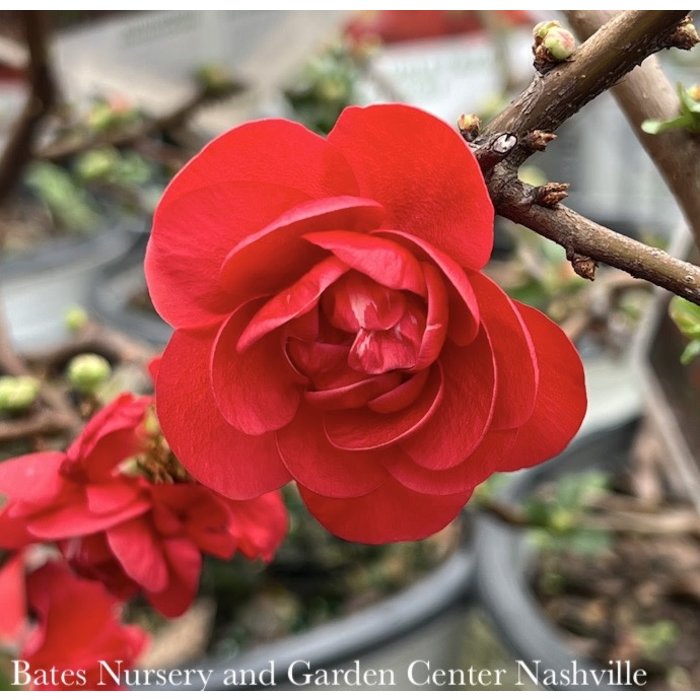 #3 Chaenomeles speciosa PW Double Take Scarlet Storm/ Flowering Quince