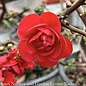 #3 Chaenomeles speciosa PW Double Take Scarlet Storm/ Flowering Quince