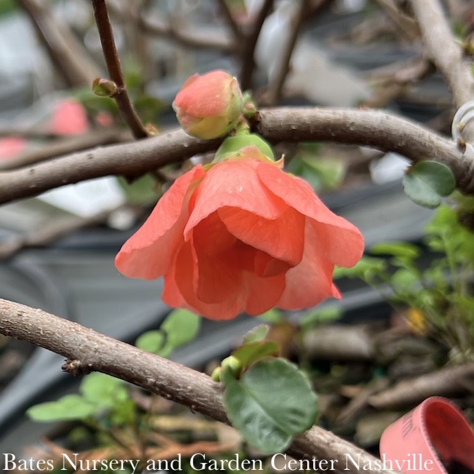 #3 Chaenomeles speciosa PW Double Take Peach Storm/ Flowering Quince