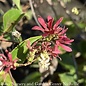 #10 Heptacodium miconiodes Temple of Bloom/ Seven Son Flower