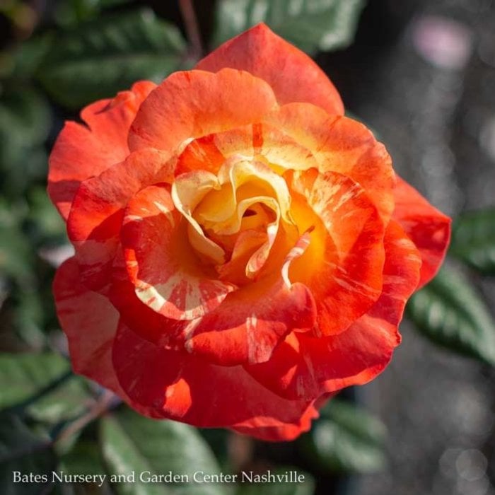 #3 Rosa Chihuly/ Yellow, Red Floribunda Rose - No Warranty