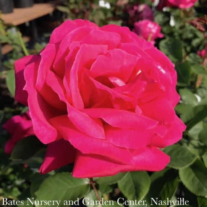 #3 Rosa Miss All-American Beauty / Pink Hybrid Tea Rose - No Warranty
