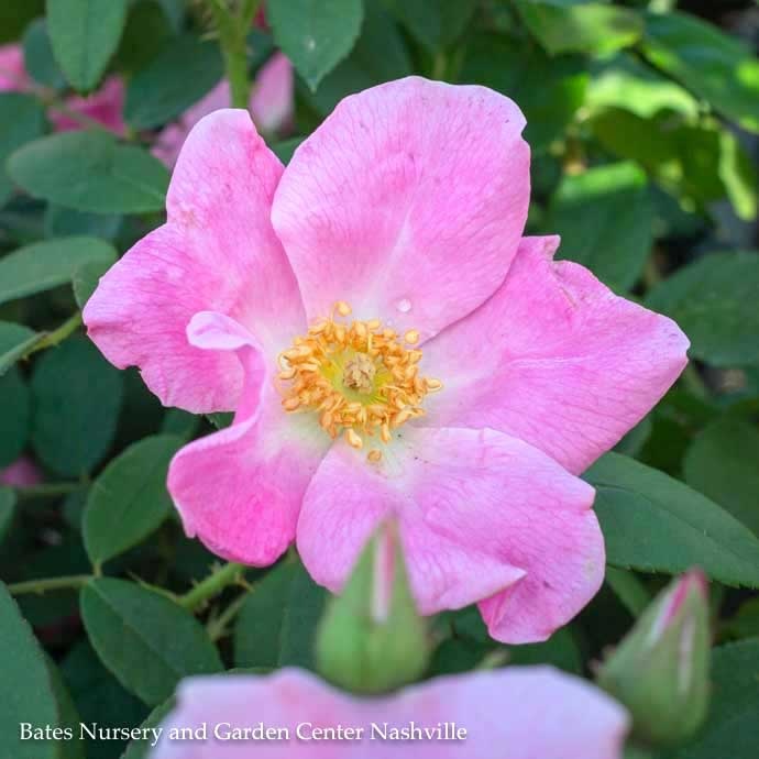 #3 Rosa Nearly Wild/ Pink Floribunda Rose - No Warranty