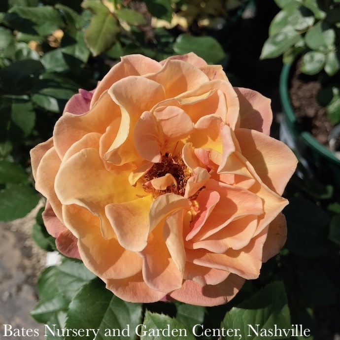 #3 Rosa Rosie the Riveter/ Orange Pink Floribunda Rose - No Warranty