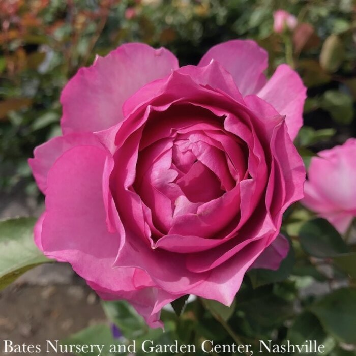 #3 Rosa Love Song/ Lavender Floribunda Rose - No Warranty