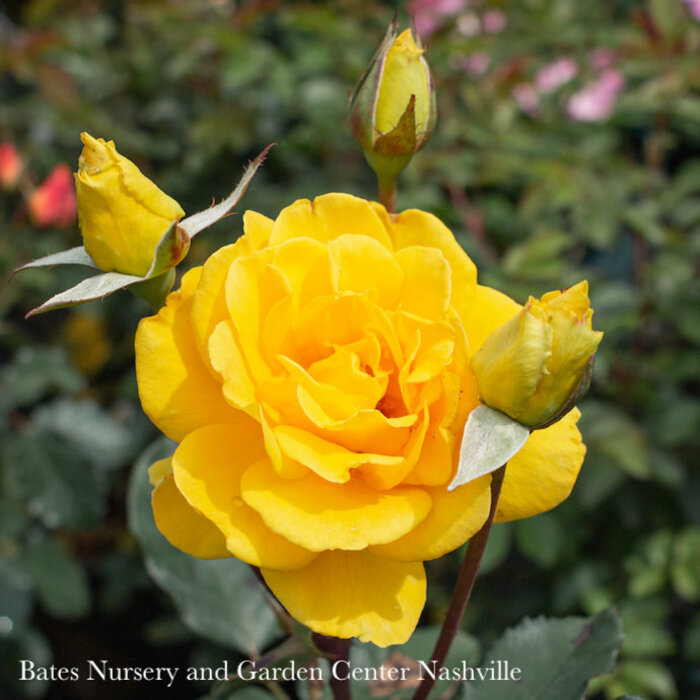 #3 Rosa Henry Fonda/ Yellow Hybrid Tea Rose - No Warranty
