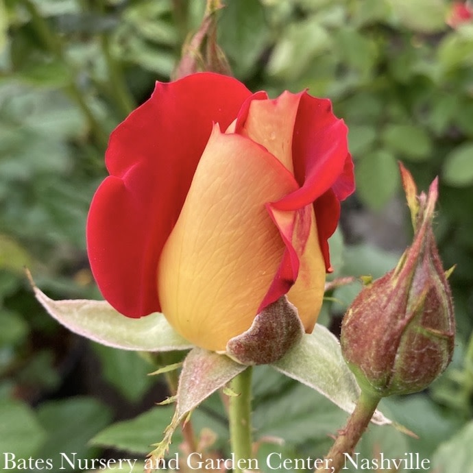#3 Rosa Ketchup & Mustard/ Red, Yellow Floribunda Rose - No Warranty