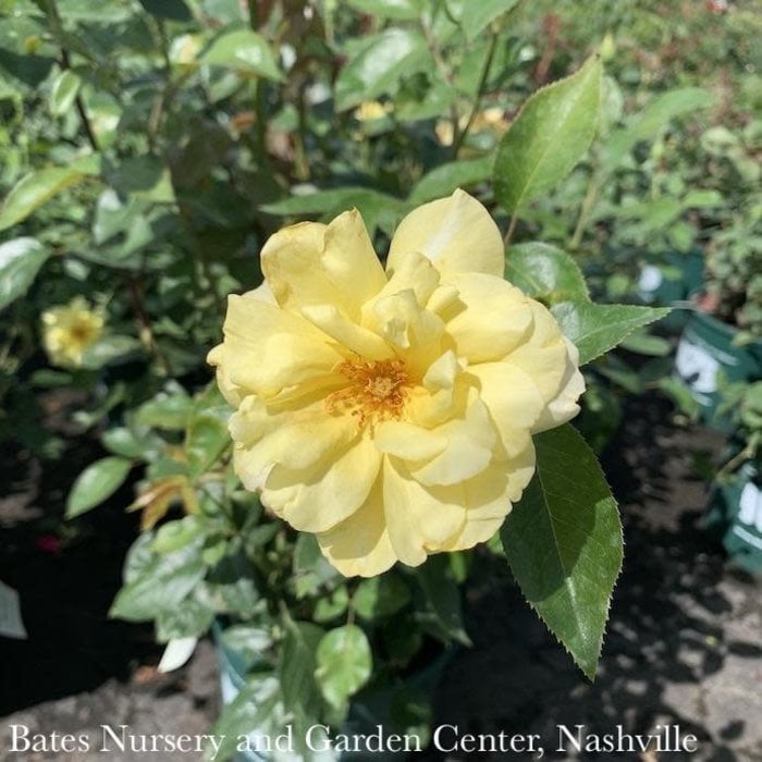 #3 Rosa Golden Showers/ Yellow Climbing Rose - No Warranty