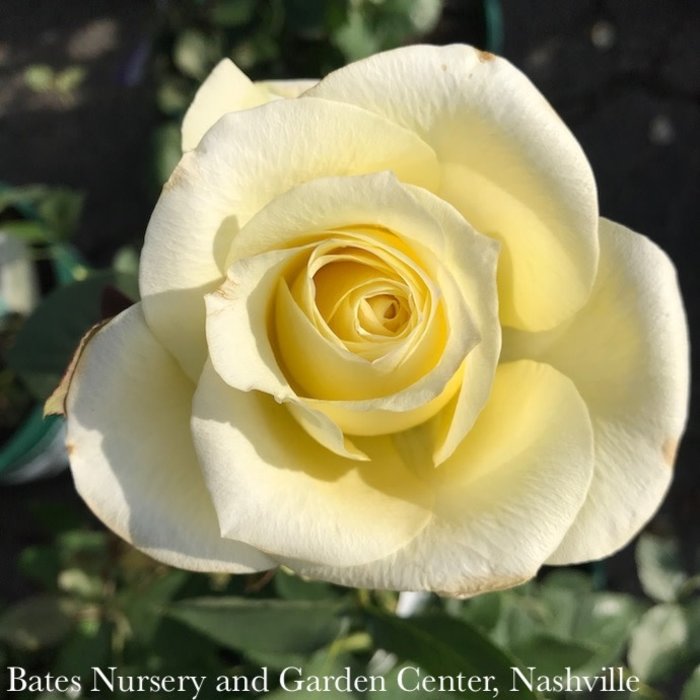 #3 Rosa St. Patrick/ Yellow Hybrid Tea Rose - No Warranty