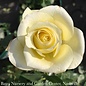 #3 Rosa St. Patrick/ Yellow Hybrid Tea Rose - No Warranty