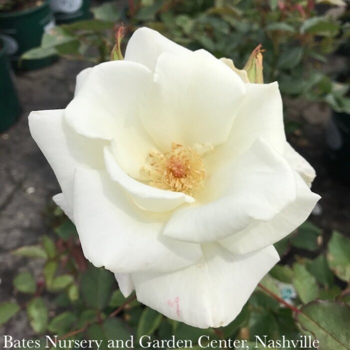 #3 Rosa John F. Kennedy/ White Hybrid Tea Rose - No Warranty