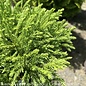 #3 Cryptomeria japonica Globosa Nana/Dwarf Globe Japanese False Cedar