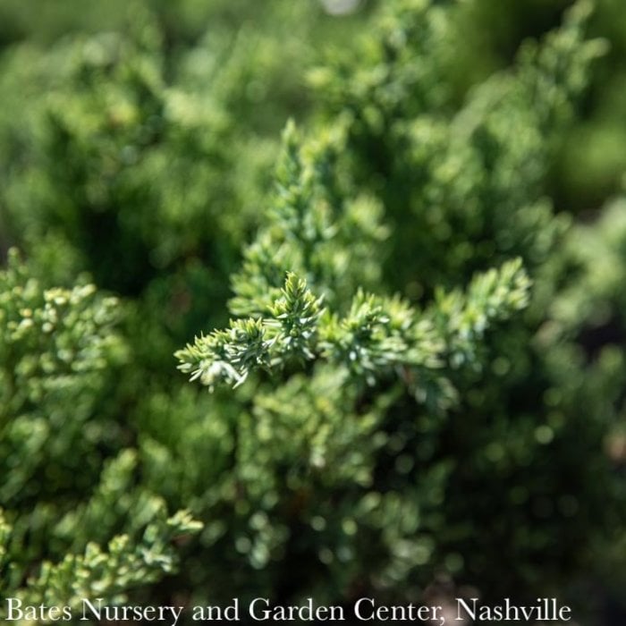 #2 Juniperus squa Expansa Parsonii/ Parson's Creeping Juniper