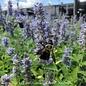 #1 Agastache x  Blue Fortune/ Giant Anise Hyssop