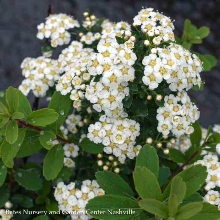 #5 Spiraea nipp Snowmound/ White Flowers