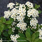 #1 Spiraea nipp Snowmound/ White Flowers