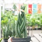 4p! Sansevieria Cylindrica Braid /Snake Plant /Mother-in-Law Tongue /Tropical