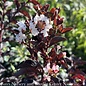 #3 Lagerstroemia Moonlight Magic/ White Semi-dwarf Purple leaved Crape Myrtle