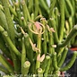 10p! Euphorbia tin / Pencil Cactus /Tropical