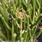 14p! Euphorbia tin / Pencil Cactus /Tropical