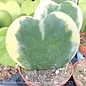 2.5p! Hoya Kerrii Variegated Heart-shape /Tropical