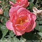 #3 Rosa Knock Out Peachy/ Pink w Yellow Center Shrub Rose - No Warranty