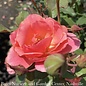 #3 Rosa Knock Out Peachy/ Pink w Yellow Center Shrub Rose - No Warranty