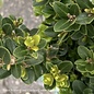 18-21" Buxus micro Little Missy/ Dwarf Boxwood